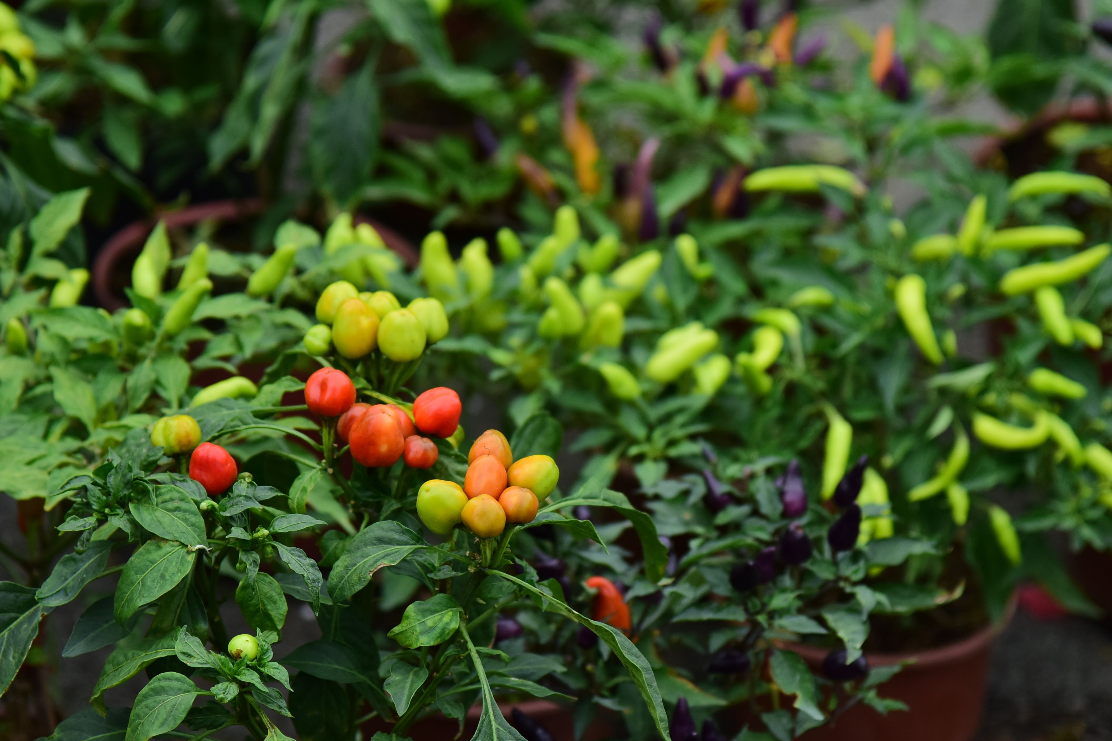 Chili paprika termesztése és tartósítása